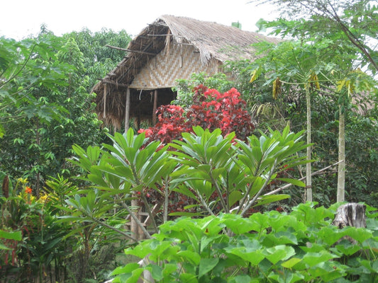 cocoa plantation worker hut in PNG